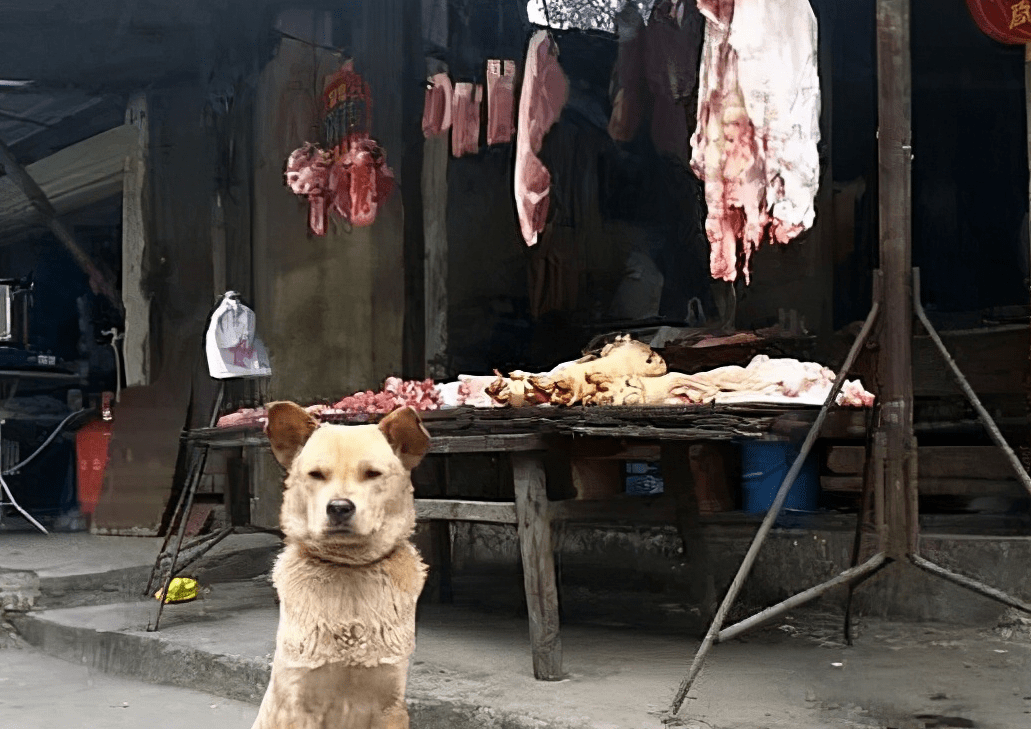 流浪狗每天都去卖肉摊守着原来是为了报答摊主的善意让人感动