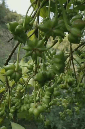 八角树保花保果配方图片