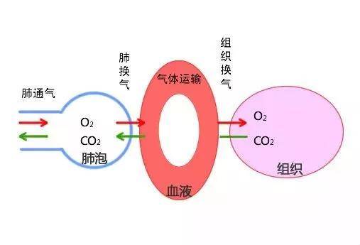 人体呼吸全过程循环图图片