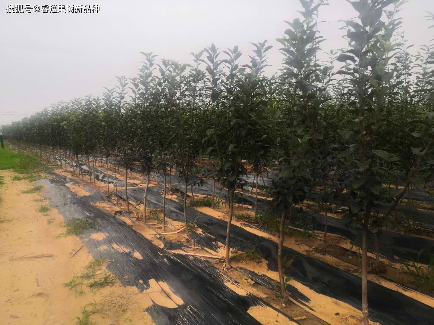 鲁丽苹果苗外形图,辨别图