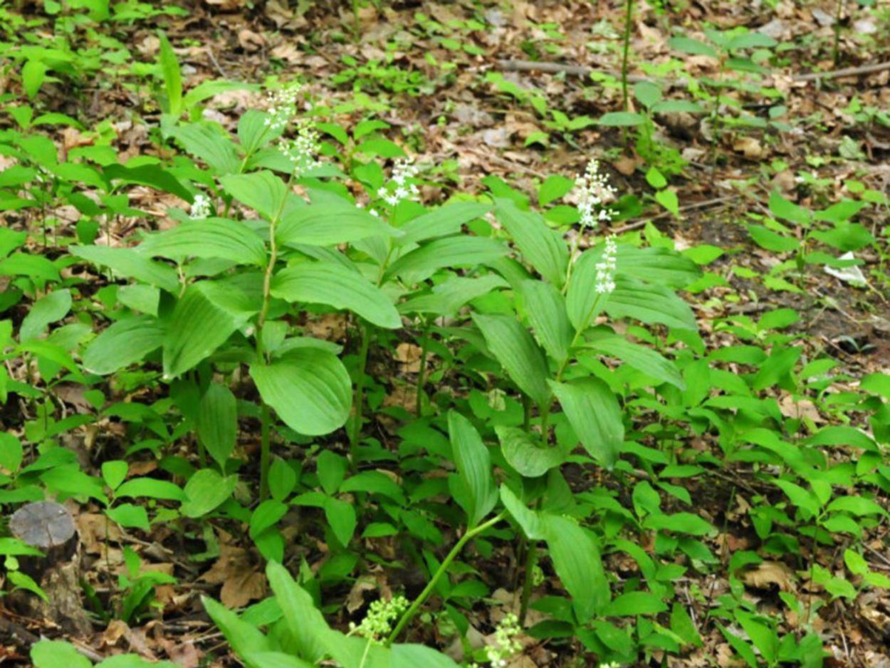 但是,山糜子虽然好,采摘的时候也需要注意,因为它很像另外一种植物