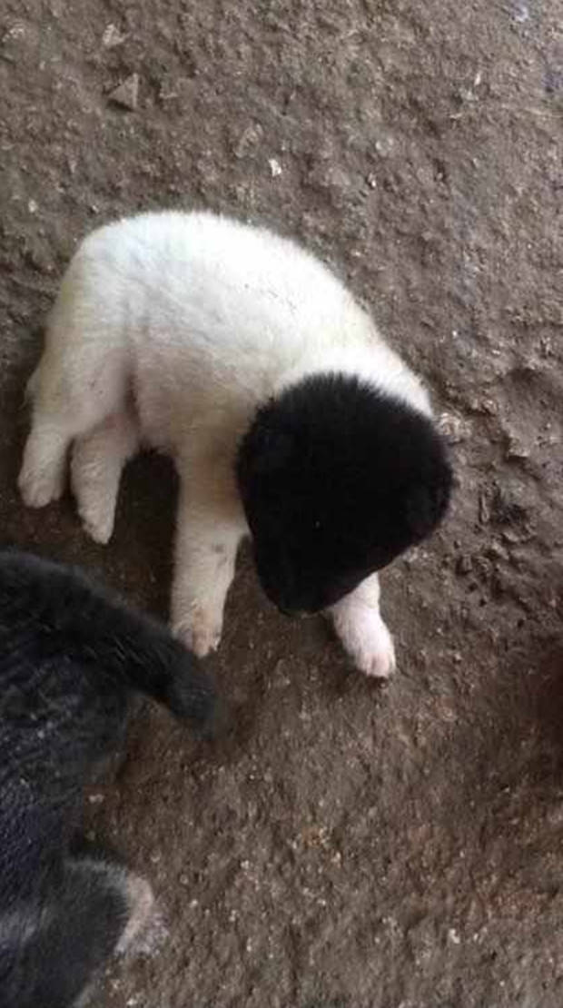 狗妈刚生下一窝崽崽主人就被其中一只吸引了黑头白身好可爱