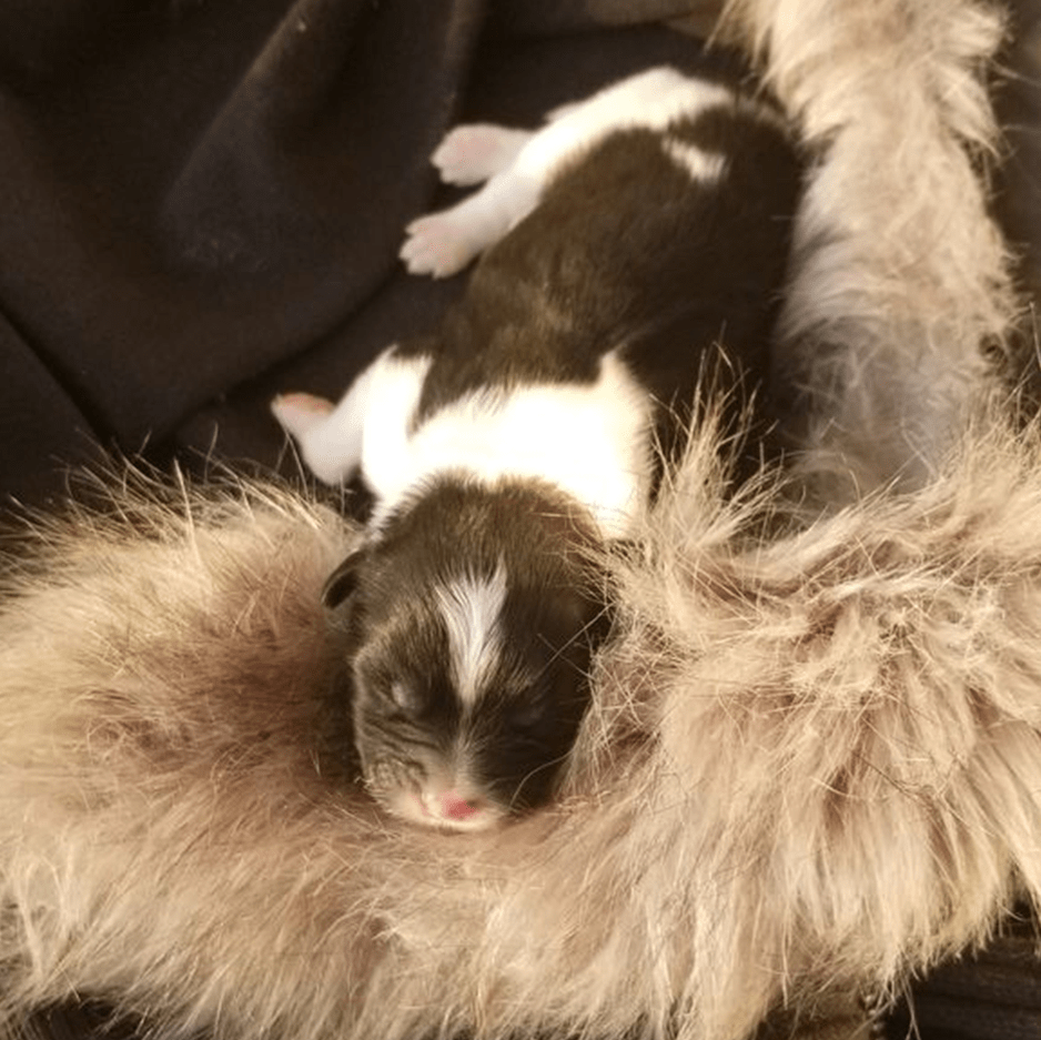 女孩捡到只刚出生的小奶狗,因此跟老妈大吵一架,接下来内疚万分