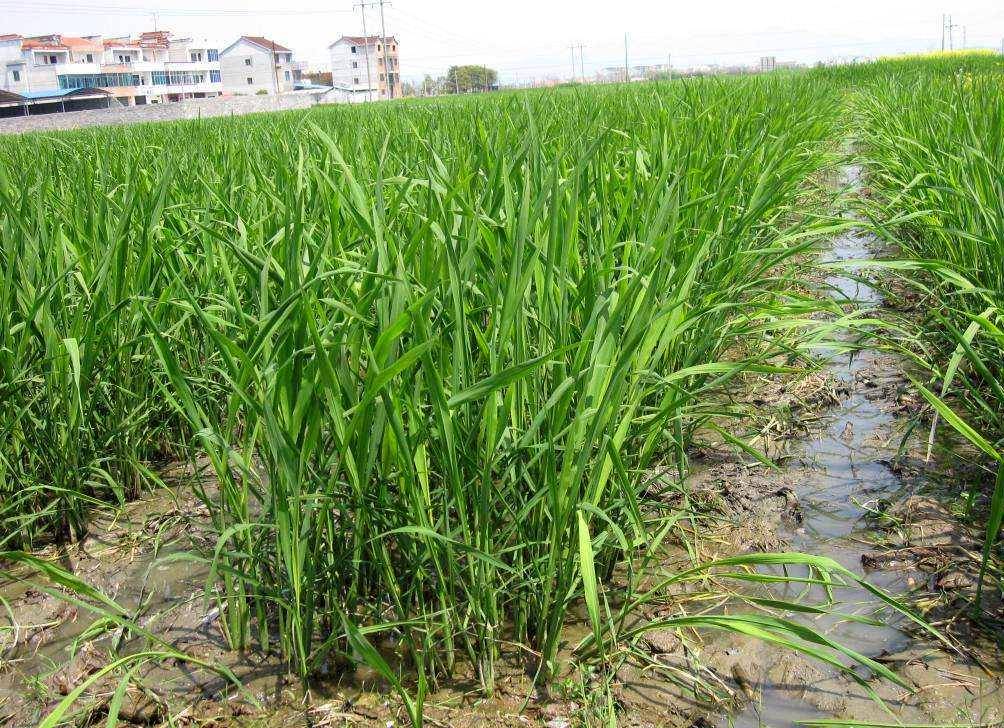 菰米营养价值丰富,是全谷物,含有多种氨基酸,丰富的蛋白质,维生素和