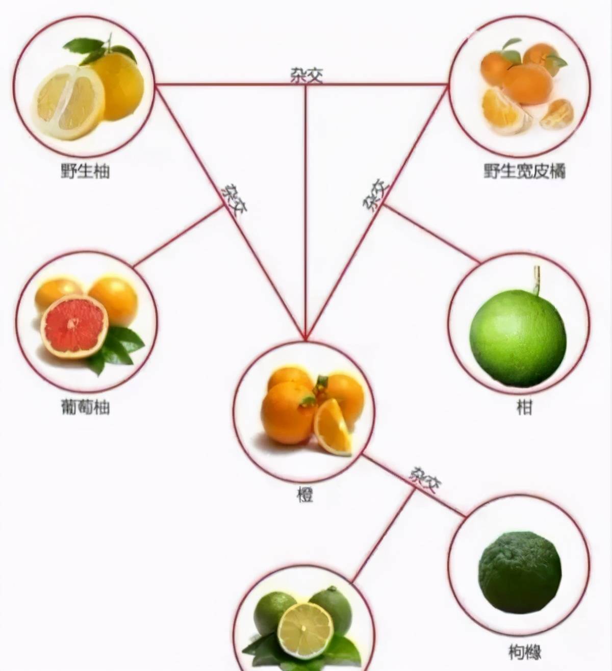 柑,桔,橙,柚之间有何区别?一图搞懂柑橘橙柚关系