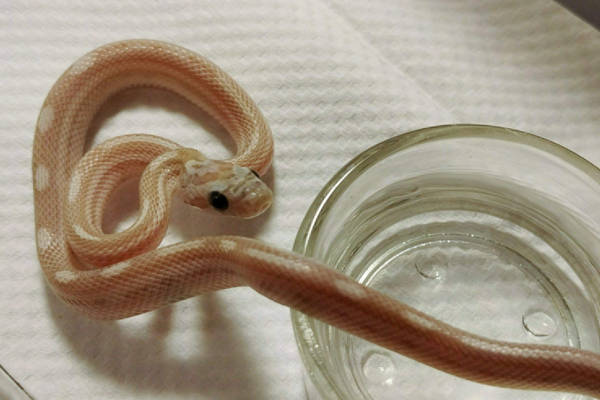 常见的6种宠物蛇从温顺到凶残一应俱全无毒的比有毒的还凶