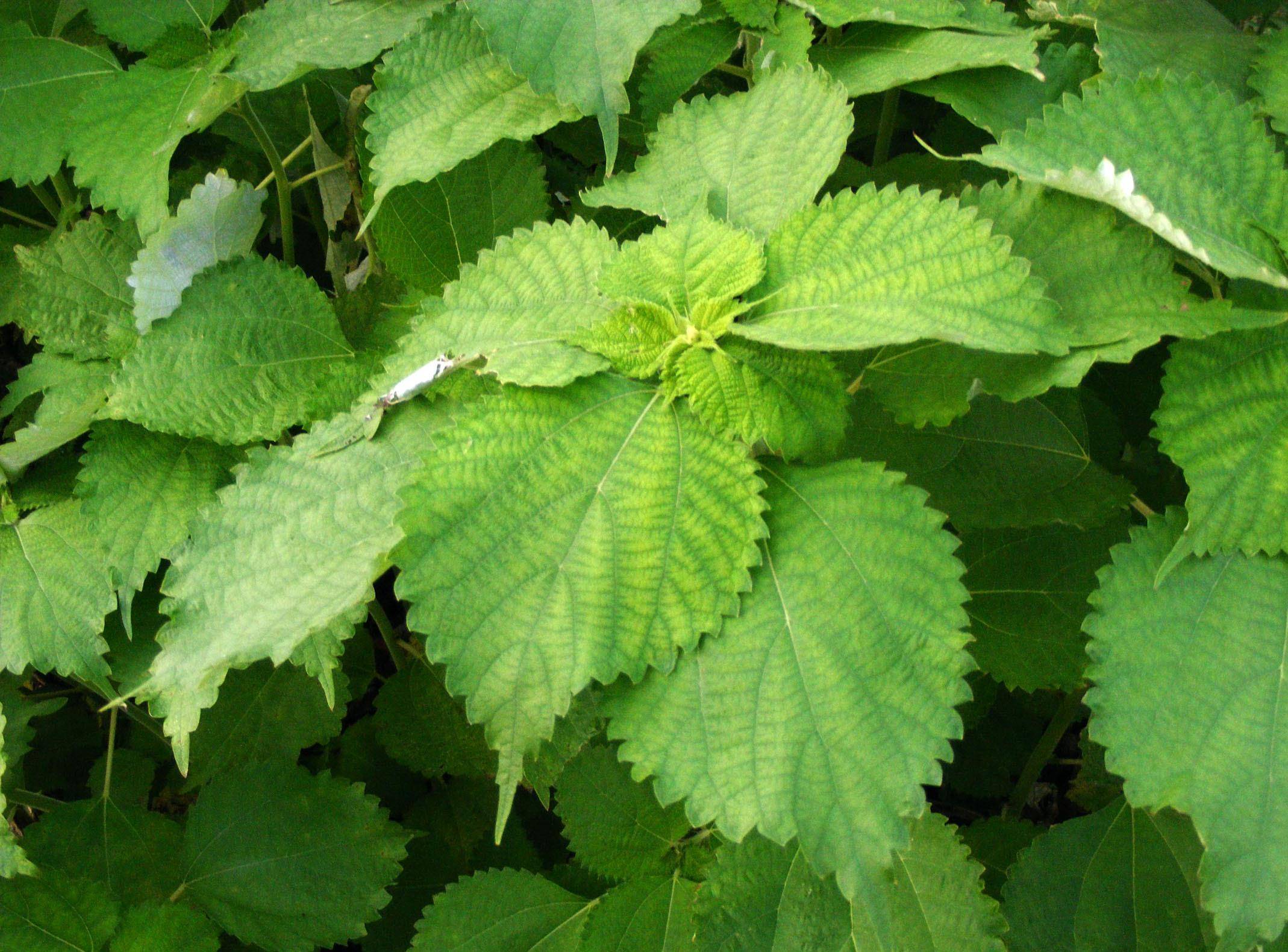 野外的"杂草",被称为"软黄金",以前是经济作物,有9种作用