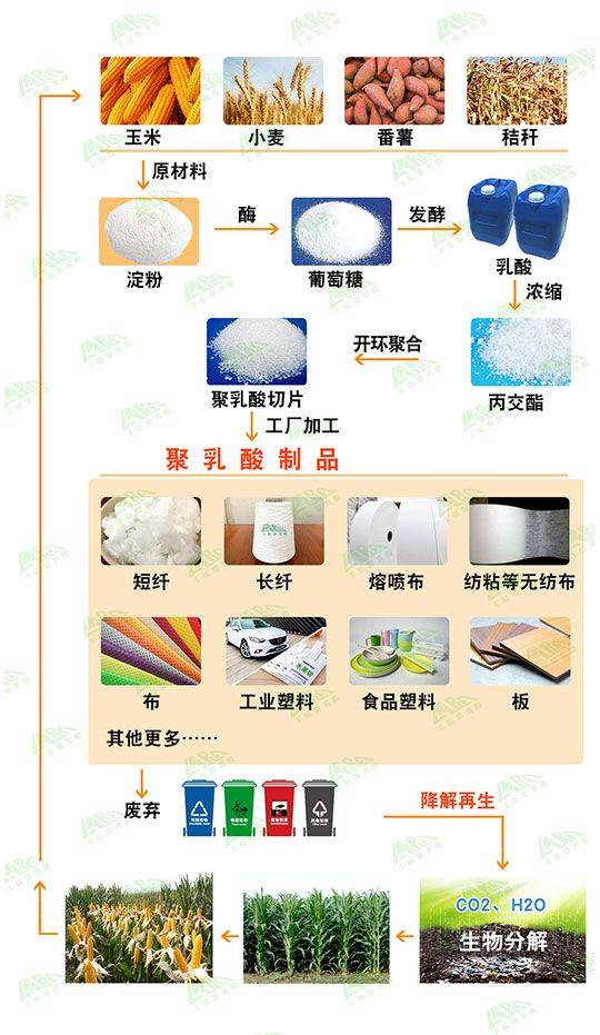 将乳酸制备成环状二聚体丙交酯,再将丙交酯开环聚合生产聚乳酸,不以