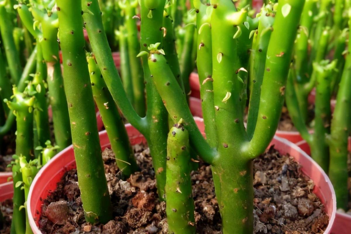 多肉光棍树有毒适合家里养吗