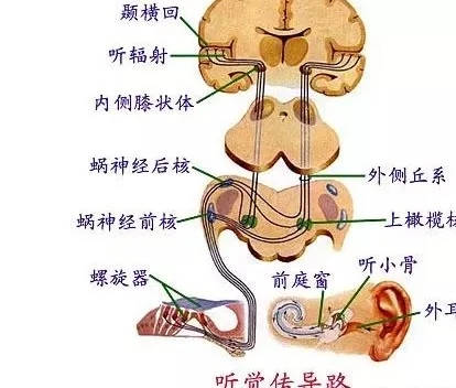 听觉中枢 位置图片