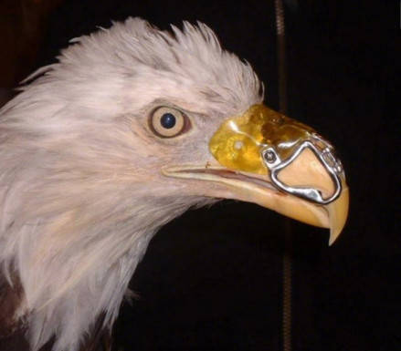 原创白头鹰惊现铁嘴样子十分酷炫真相却让人泪奔了