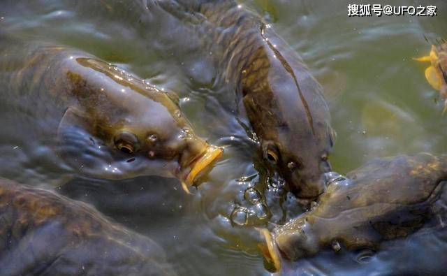 亞洲鯉魚在美國興風作浪為什麼在我國卻很難活到成年