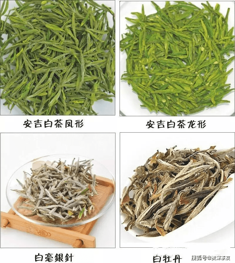 小刚解说福鼎白茶与安吉白茶的区别