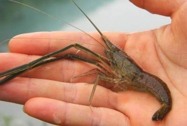 以前农村河沟里一捞一盆人偶尔吃吃常做猪饲料现在很难买到