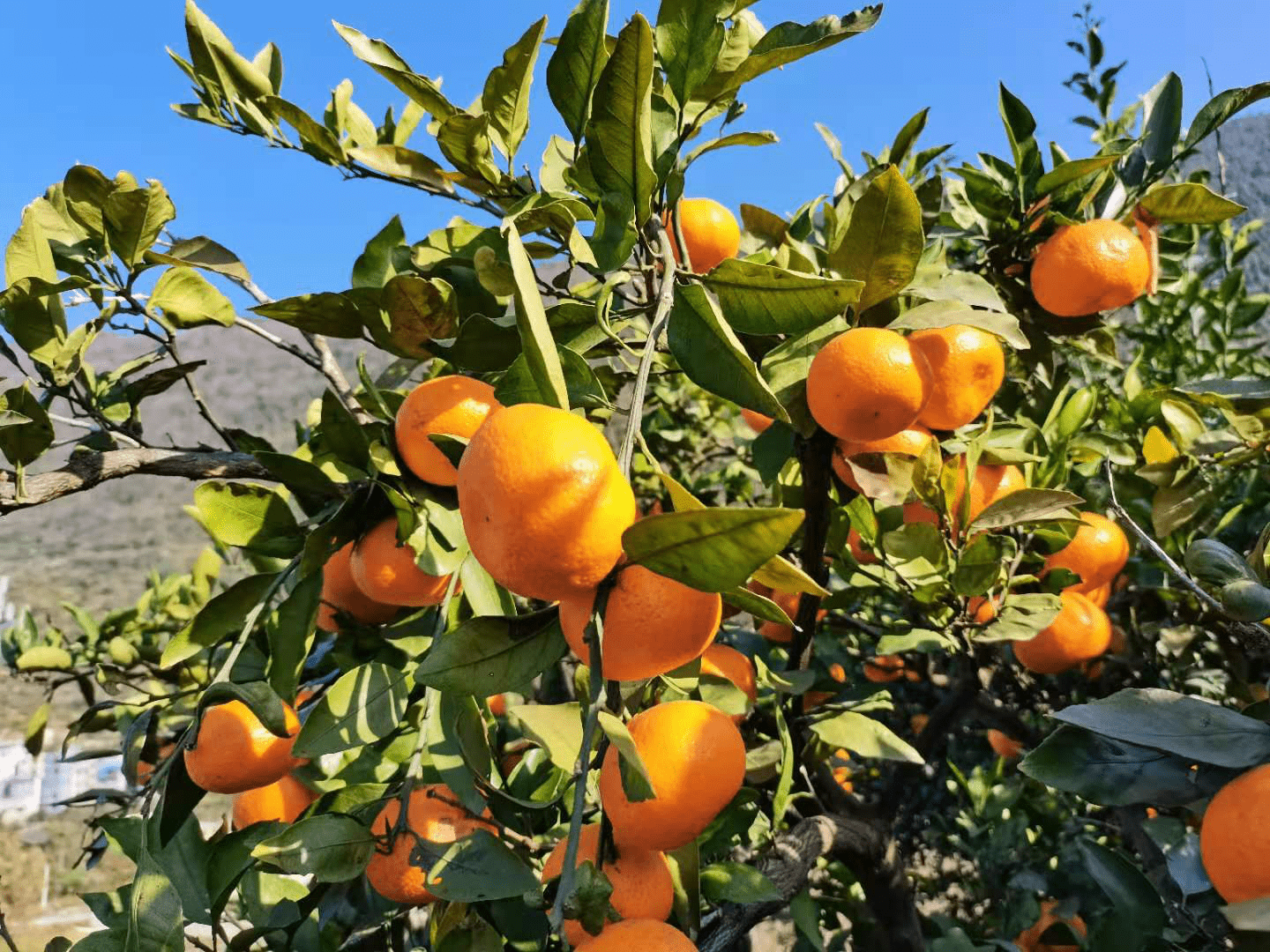 借力新电商拼多多 贵州铜仁"95后"半年成为"乡村带货王"