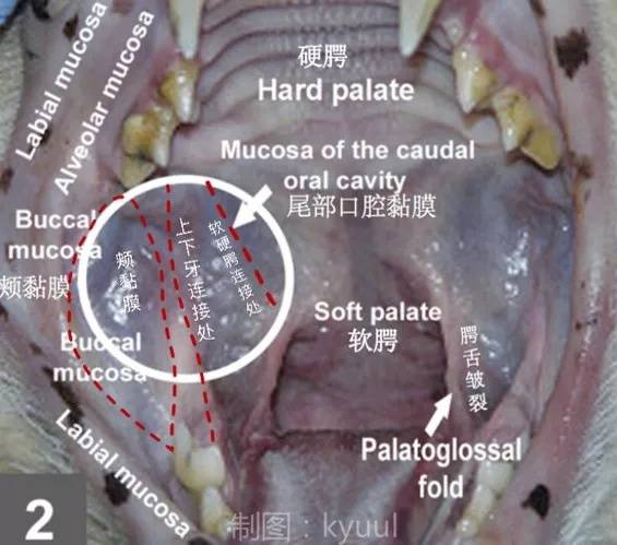 猫口腔结构图解图片