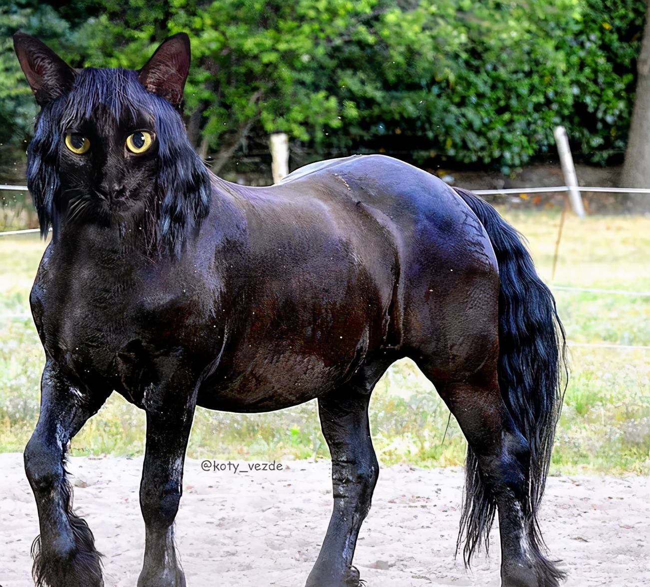 原创前方高萌当世界上所有动物都变成猫也太太太好吸了