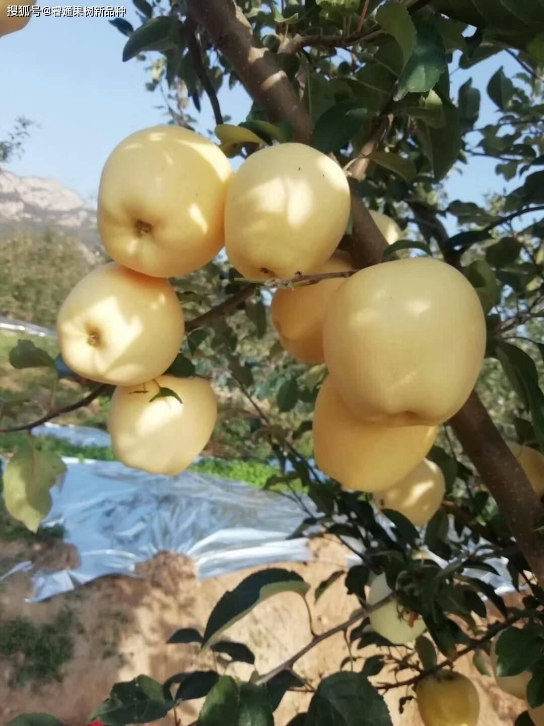 看维纳斯黄金苹果苗叶片颜色来查检缺素症