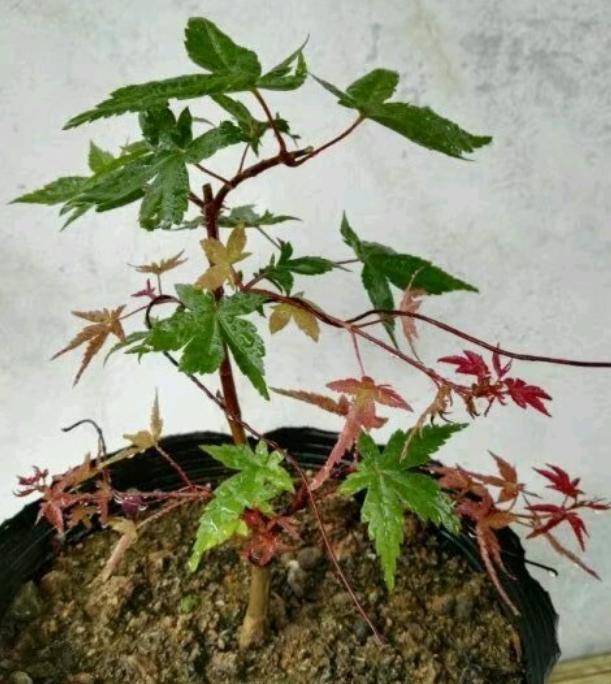 红枫还是绿油油的?赶紧用这5招"逼"它变红,再晚只能当绿植!_叶子