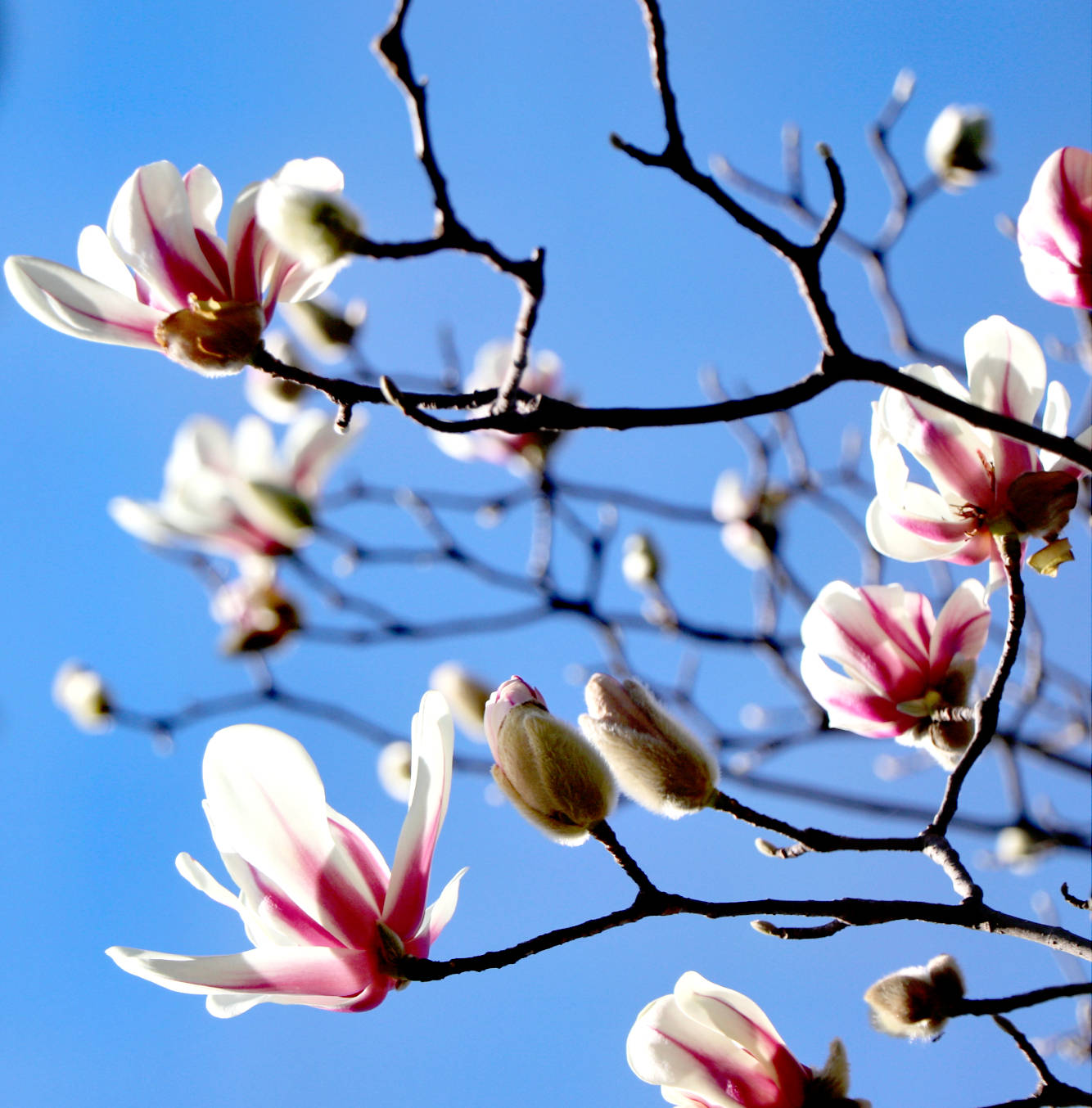 就在家门口,丽江街头玉兰花齐齐绽放!周末就去!