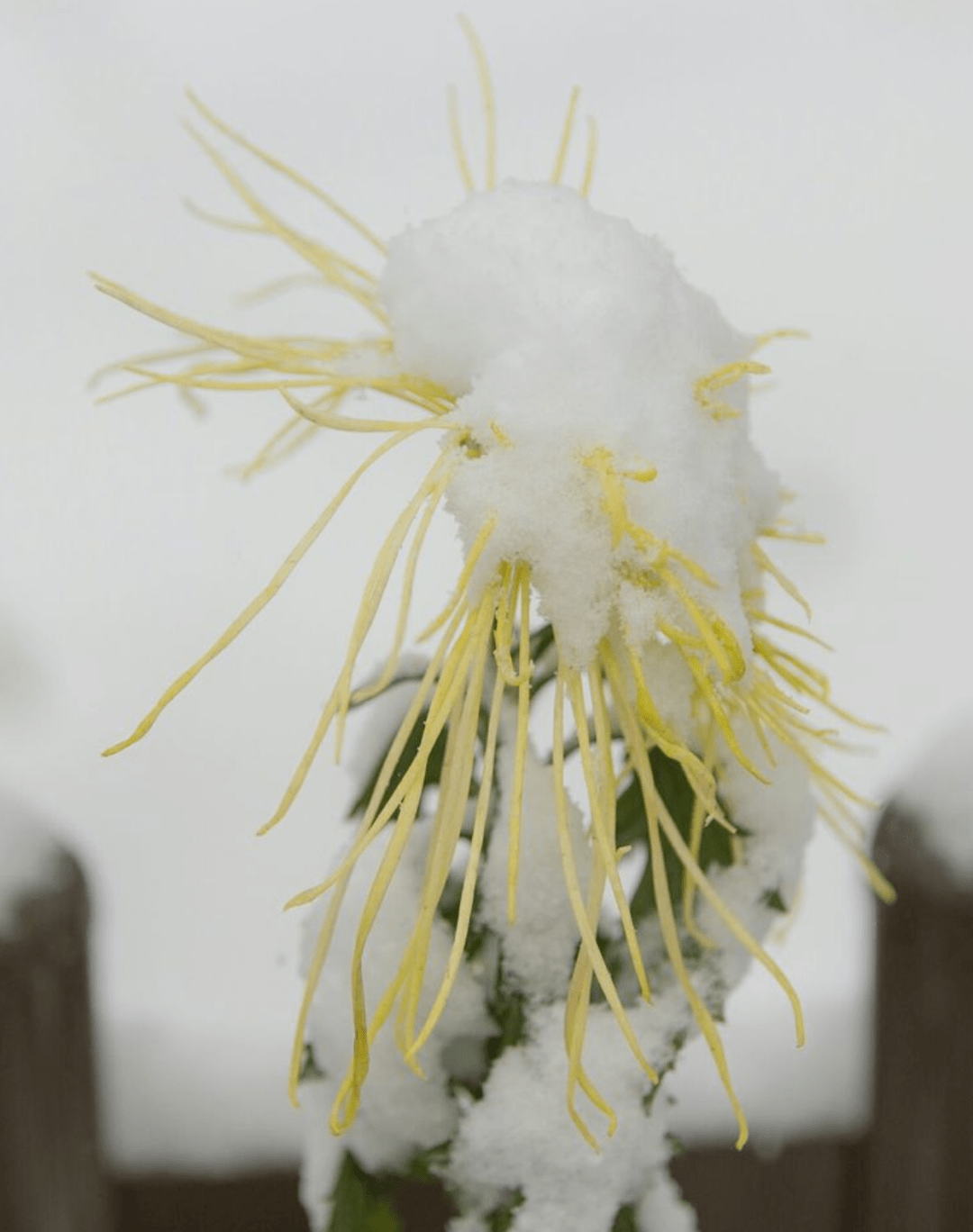 【诗词鉴赏】十首冬天菊花的诗词,在冰天雪地里依然是那样美丽!