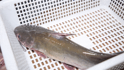 鱼骨鲜生61无刺鱼火锅双人自助鱼套餐含锅底一口随便选素菜自助67