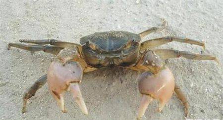 营口人最爱的海鲜辽河特产骚夹子