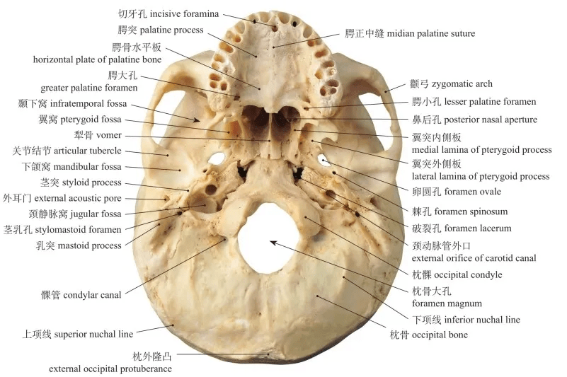 sagittal section of skull圖1-31 顳下窩和翼顎窩infratemporal