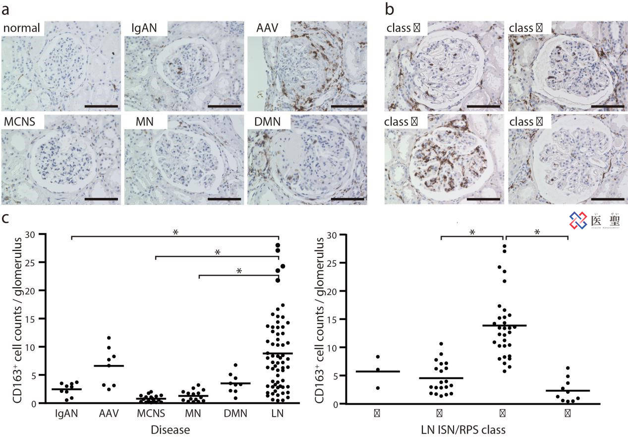 红细胞|ISEI日本干细胞—脂肪由来间充质干细胞治疗急性肾炎