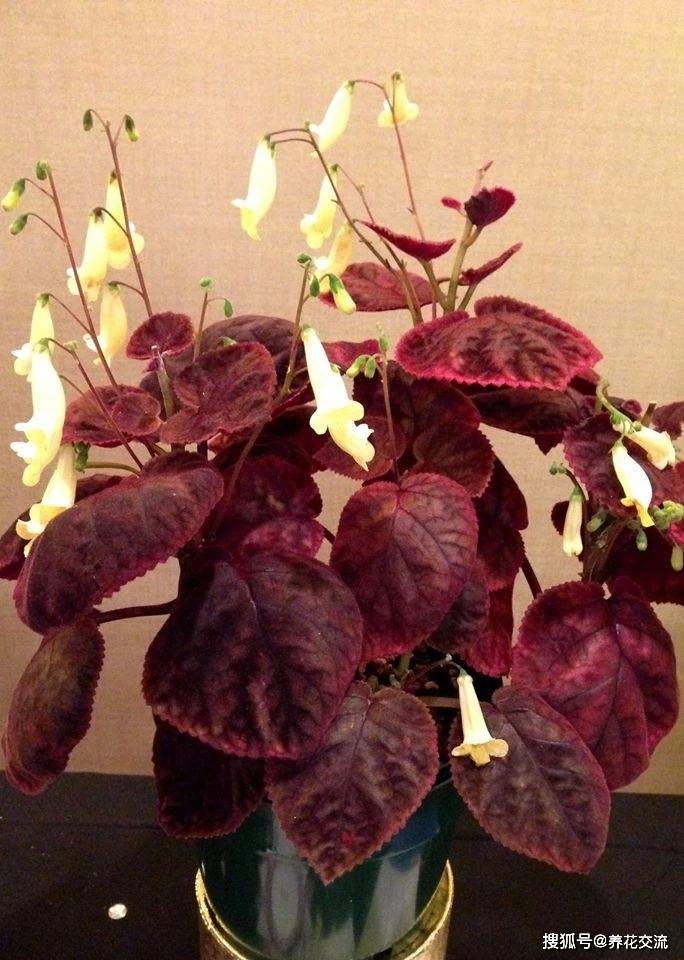 原创耐阴室内开花植物大家族低光照可开花植株小巧适合新手