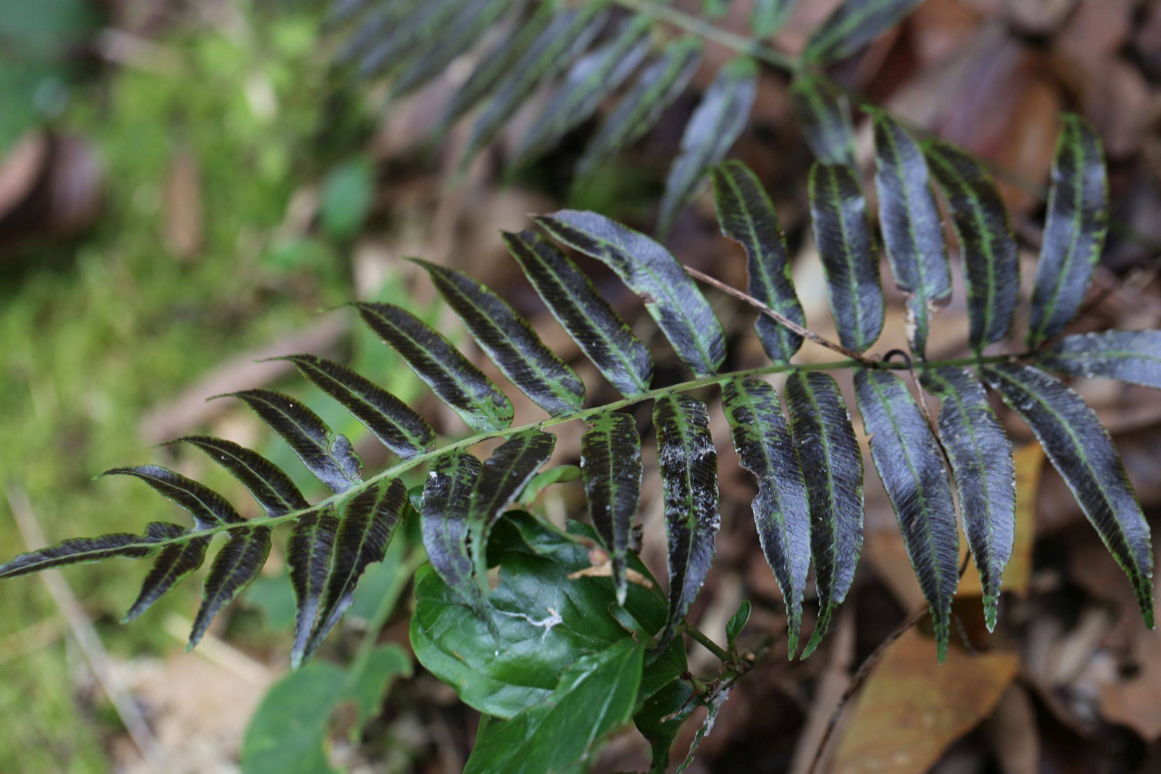 庆元植物1345-瘤足蕨科-瘤足蕨属-华东瘤足蕨