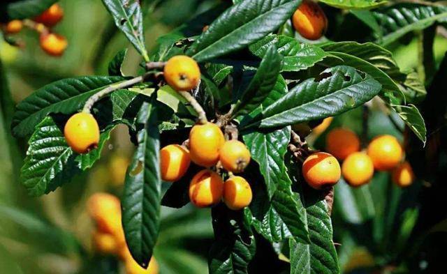 枇杷树扦插,对枝条合理处理,成活率有保证,经验丰富之人都知道_手机