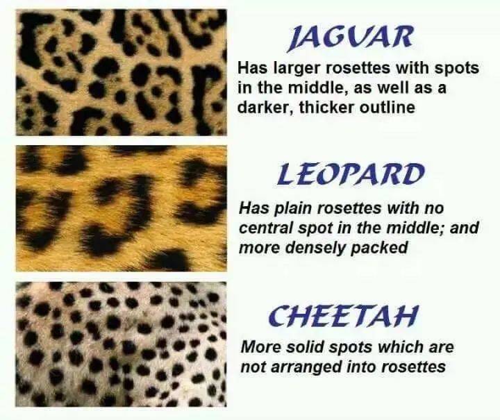 cheetah区别图片