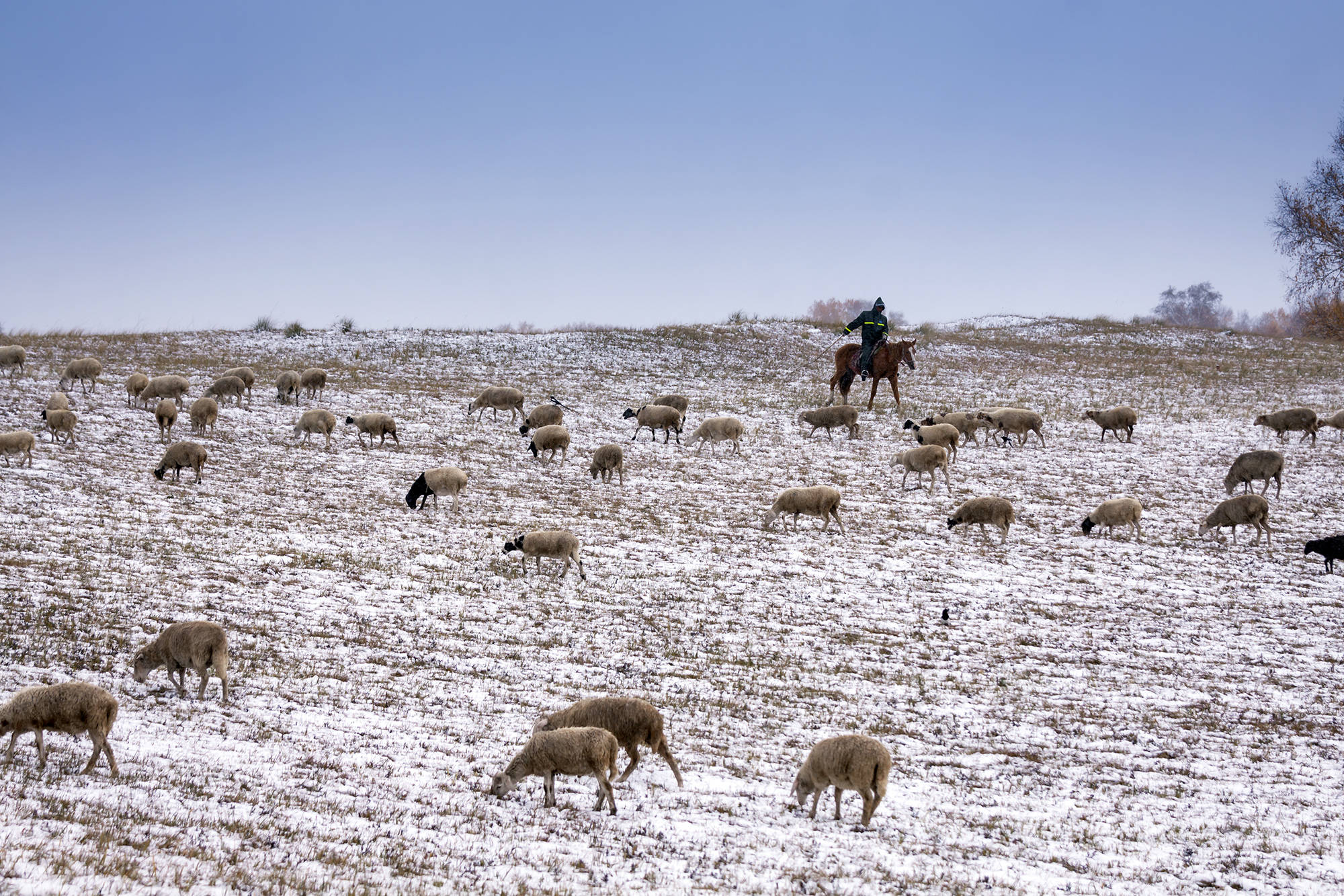 内蒙古草原,牧羊人雪中放牧,到处是一派银色世界
