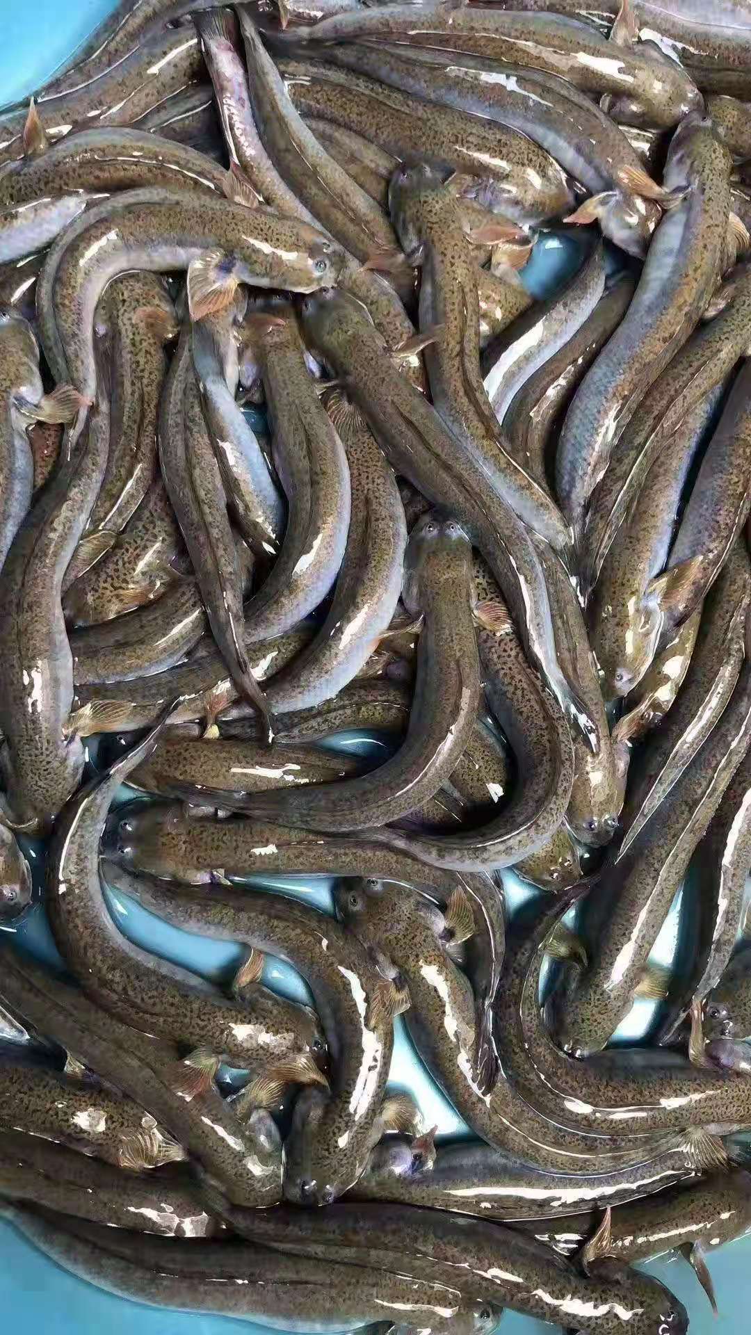 乐清蒲岐海鲜楼_海宁