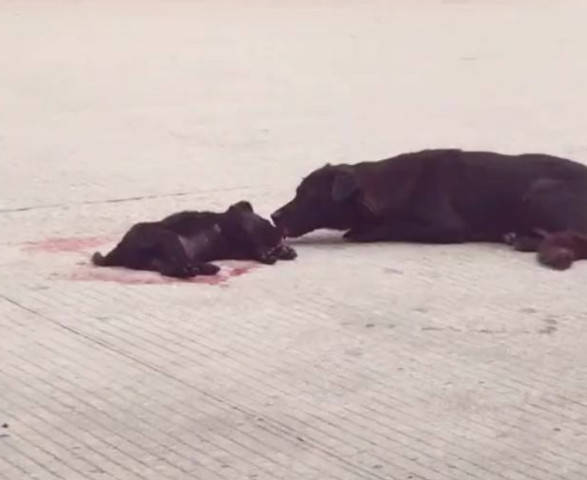 小狗遭小车撞死狗妈妈不敢相信事实努力的想舔醒它