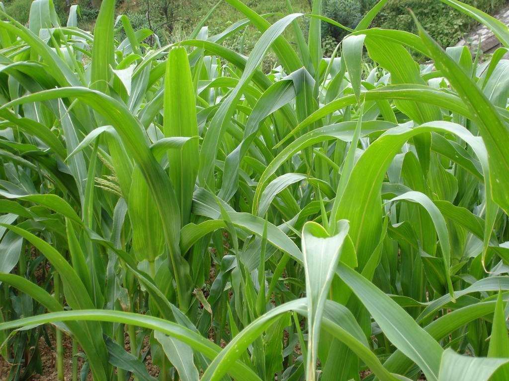 一年生黑麦草您这么种,产量不会低._手机搜狐网