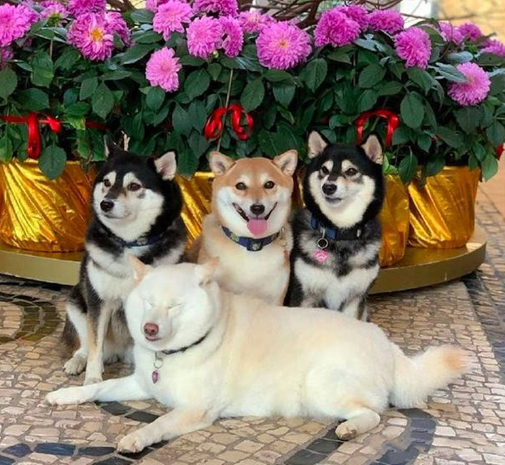 4只狗狗一起拍全家福,白色柴犬总是不在状态,这是戏精上身吗?