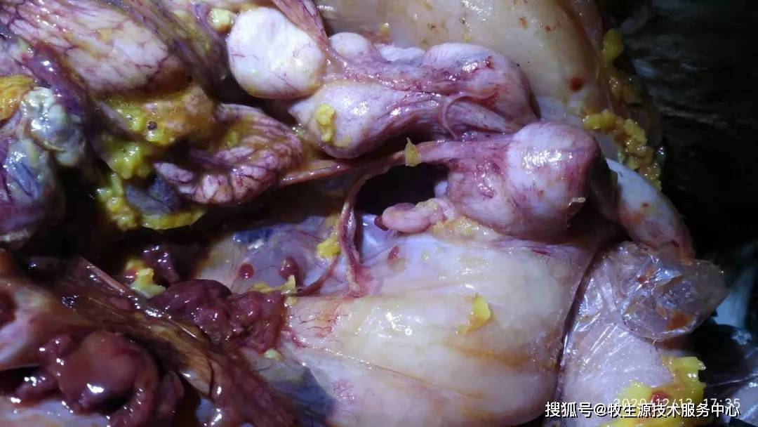 【成都牧生源】鸡卵黄性腹膜炎真相