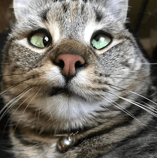 它用独特的眼睛吸引了数万名网友_olive