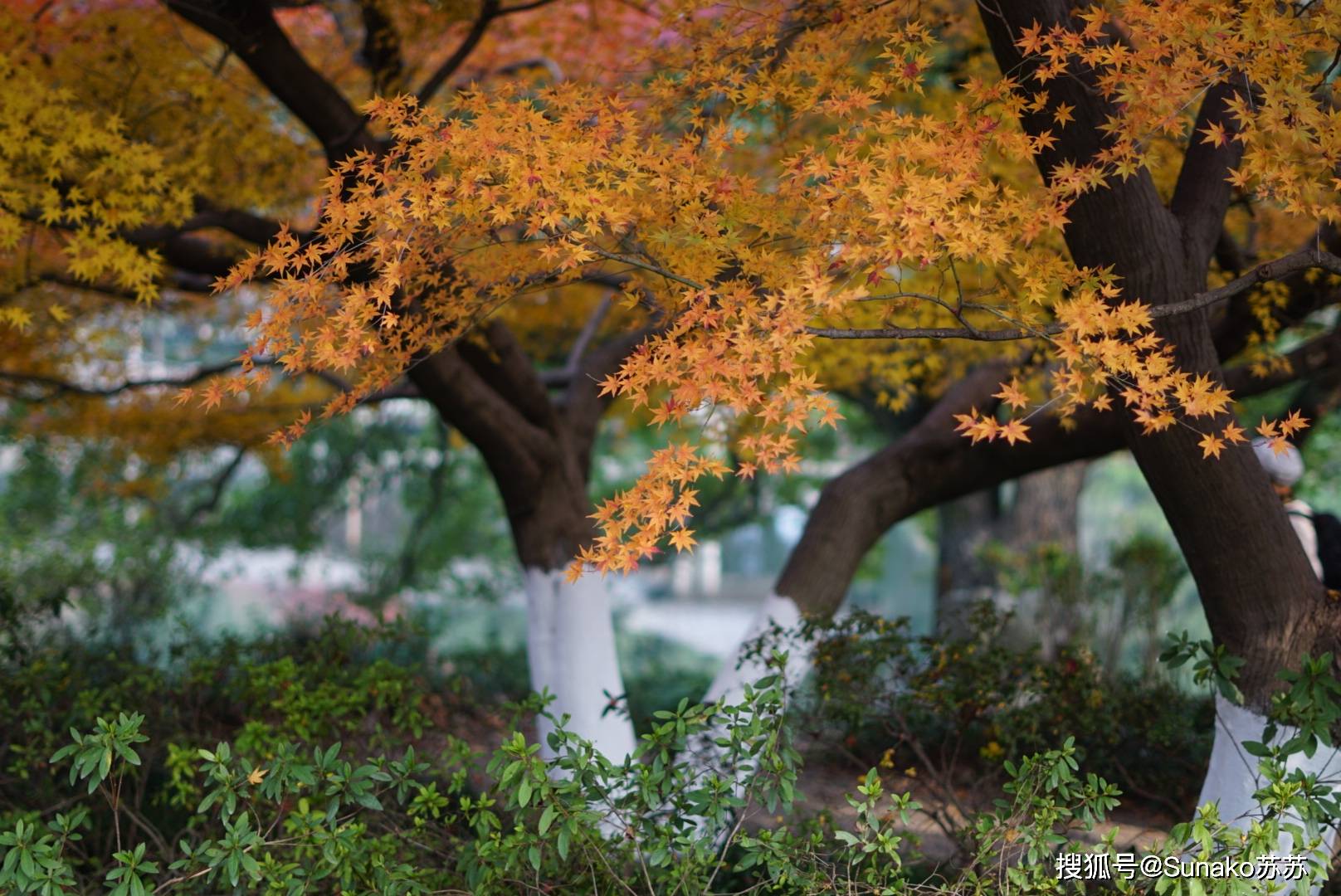 或与远处的山水相呼应,枫叶或与临水的亭台水榭,花港观鱼公园的枫树