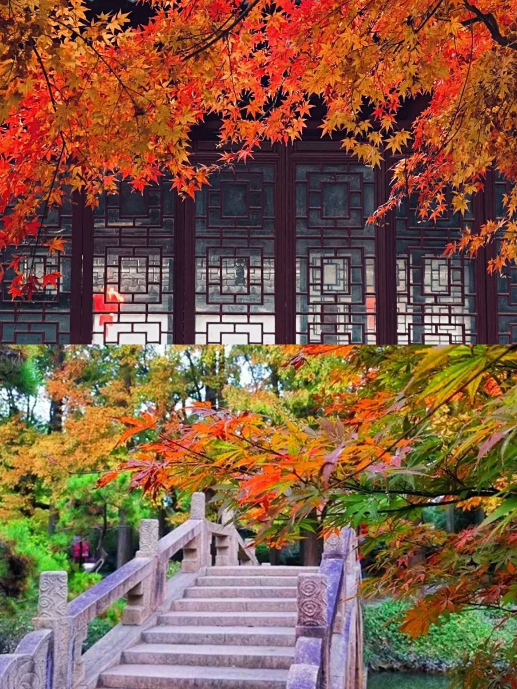 上海深秋旅游拍照打卡,寻找上海最美的秋天,附行李寄存攻略
