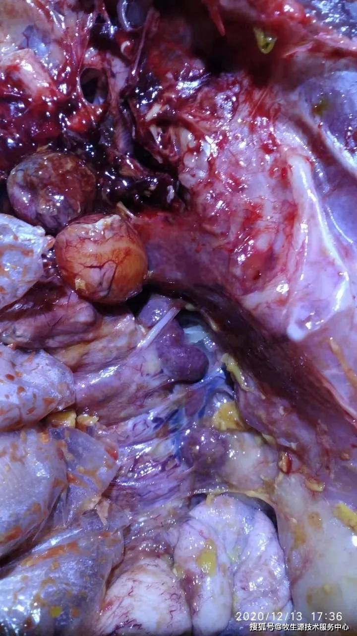 【成都牧生源】鸡卵黄性腹膜炎真相_炎症