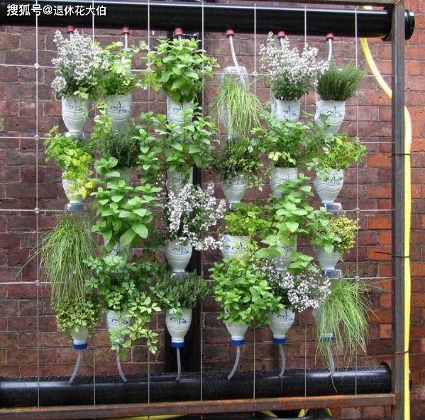 原创别再看不上塑料瓶学会这些妙招它堪当养花神器