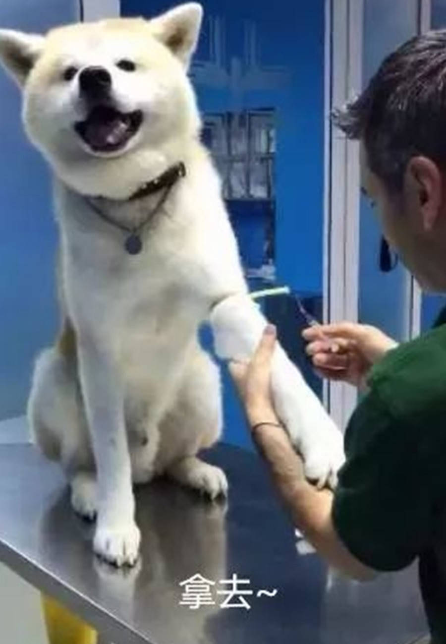 带生病狗狗去打针,当医生拿出针头时,狗狗这表情绝了!