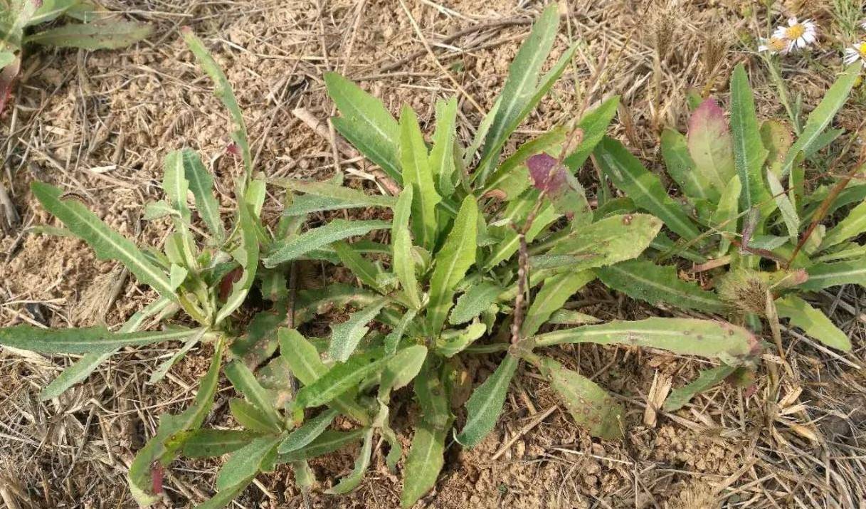 活了半輩子才知道這野菜吃葉留根網友明年的菜都訂下了