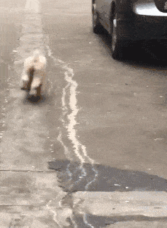 236_321gif 动态图 动图