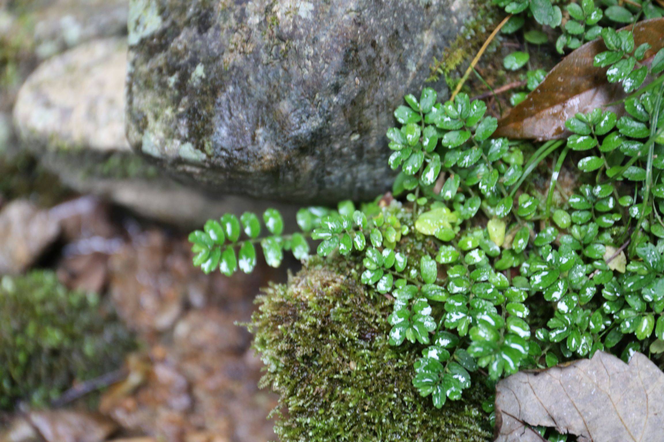 庆元植物1354-荨麻科-楼梯草属-三齿钝叶楼梯草(变种)_手机搜狐网
