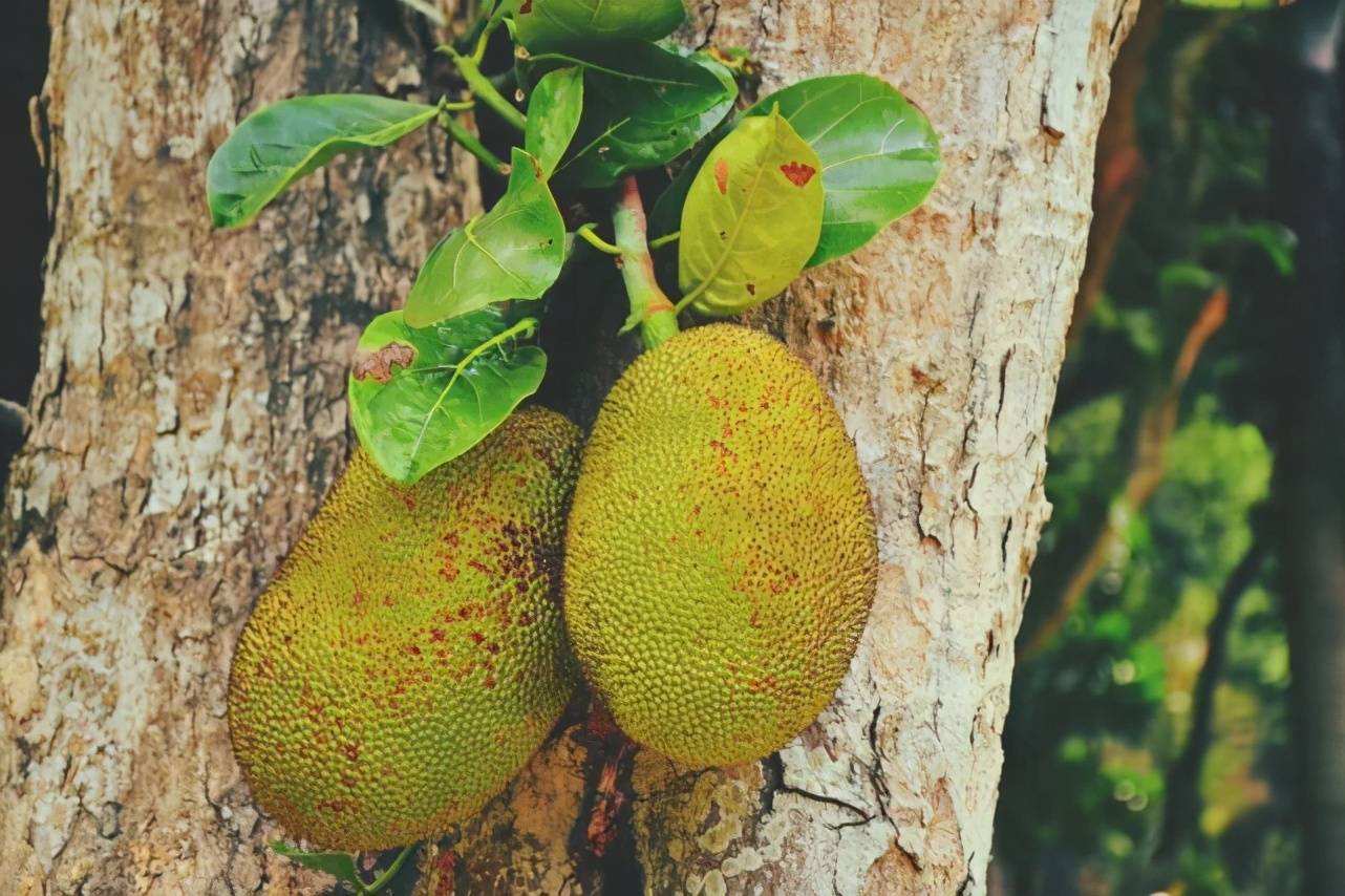 菠萝蜜的营养和价值有哪些,今天全都告诉你