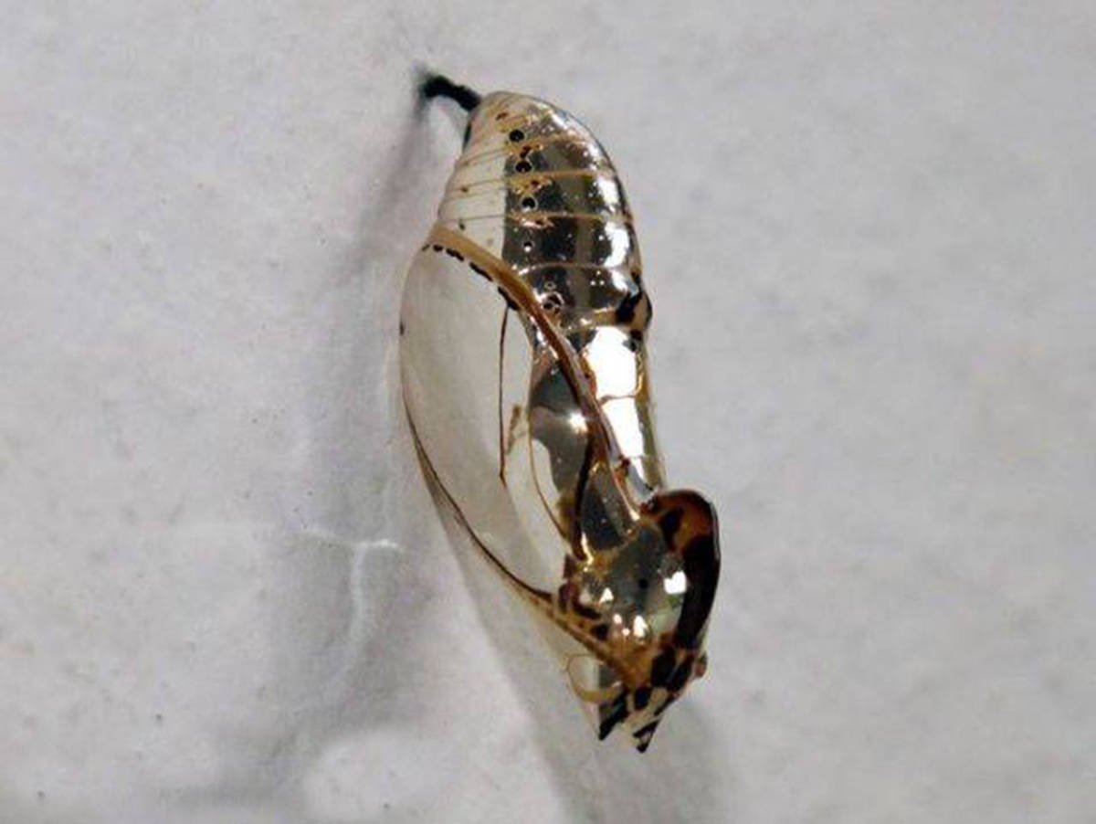 猎奇:有生命的"金块"?雍容华贵,奢华耀眼身披黄金甲的蝴蝶蛹